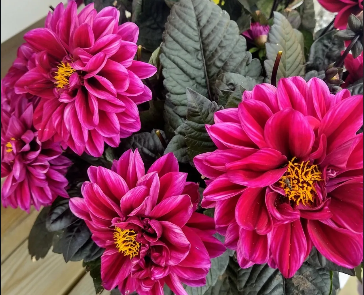 Rosa dahlior